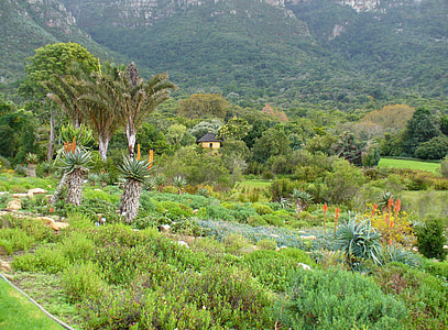 Aloe garden landscape in Cape Town, South Africa thumbnail