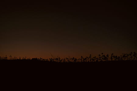silhouette of tress thumbnail