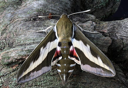 close up photo of white lined sphinx moth thumbnail