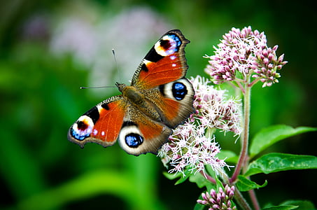 peacock butterfly perched on white flower in close-up photography during daytime thumbnail