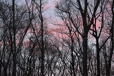 Sunrise Clouds Through Trees, Sunrise thumbnail