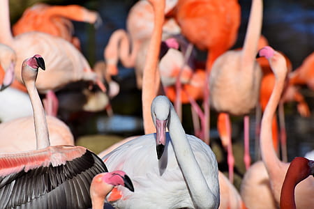 selective focus photography of flock of flamingos thumbnail