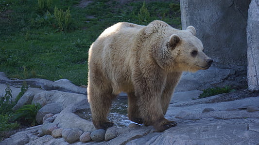 polar bear standing near grasses thumbnail