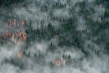 aerial photo of pine trees covered with fog during twilight thumbnail
