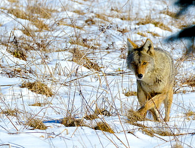 wild fox on snow field thumbnail