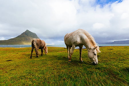 two horses eating grass on the ground thumbnail
