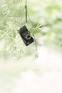 black camera on branch thumbnail