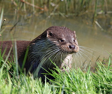 focus photo of short-coated mammal near vegetation thumbnail