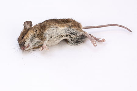 brown rabbit on white background thumbnail