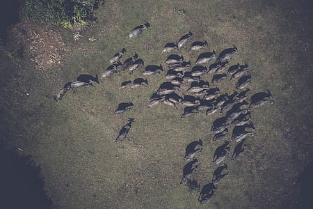 Herd of Goats thumbnail