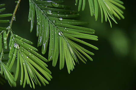 close-up photo of leaves with water dews thumbnail