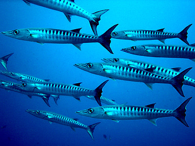 school of gray fish under water thumbnail
