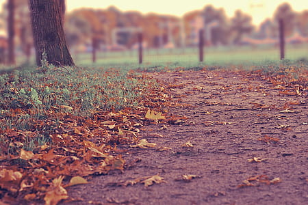 low-angle photography of pathway near fence and trees thumbnail
