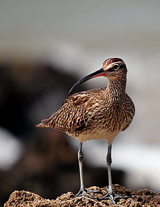 long-beak brown bird thumbnail