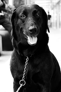 grayscale photography of adult Labrador retriever thumbnail