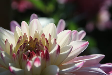 selective focus of white petaled flower thumbnail