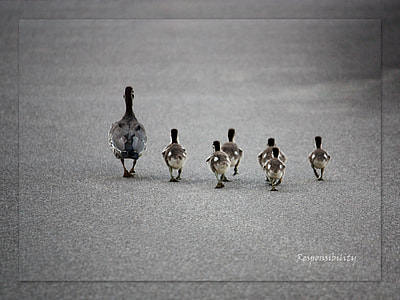 black duck with six ducklings walking on concrete surface thumbnail