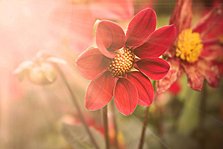 red petaled flower under sunlight thumbnail