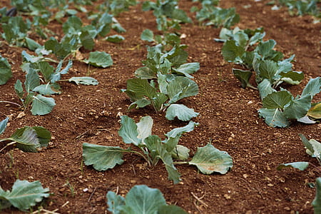 green vegetable filed thumbnail