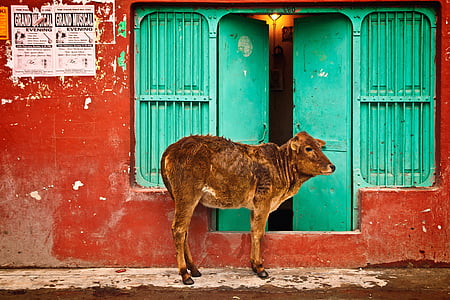brown calf standing near green wooden doors thumbnail