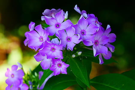 Photos of garden phlox flowers. thumbnail