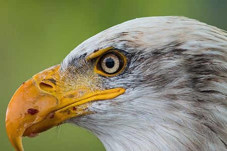 closeup wild photography of white bald eagle thumbnail