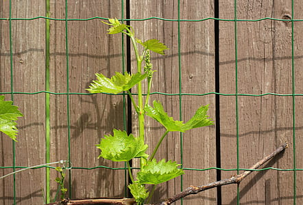green leaf vine growing on brown fence thumbnail