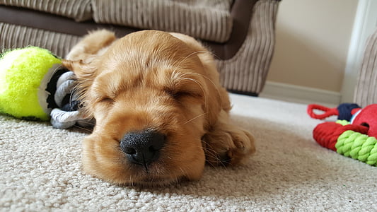close up photo of English cocker spaniel puppy thumbnail