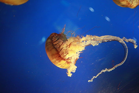 brown jelly fish underwater photography thumbnail