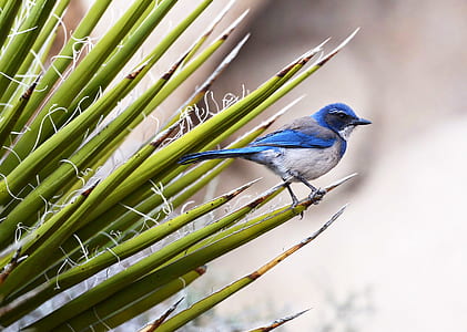 blue and gray bird perched on green leaf plant thumbnail