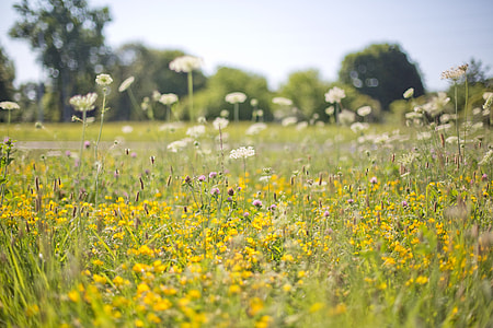 selective focus photography of white petaled flowers thumbnail