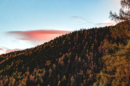 Aerial View of Forest during Sunset thumbnail
