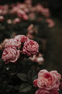 pink flowers thumbnail