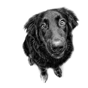 adult black flat-coated retriever close-up photo thumbnail