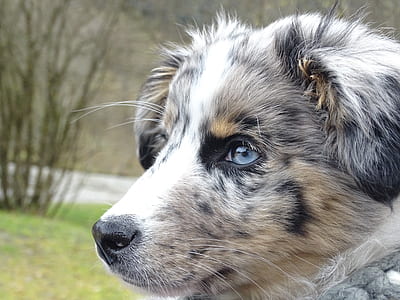 close-up photography of blue merle Australian shepherd puppy on outdoors thumbnail