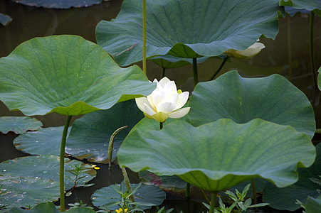 white flower thumbnail