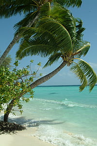 photo of coconut trees near seashore thumbnail