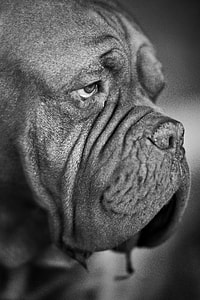 close-up photography of French mastiff thumbnail