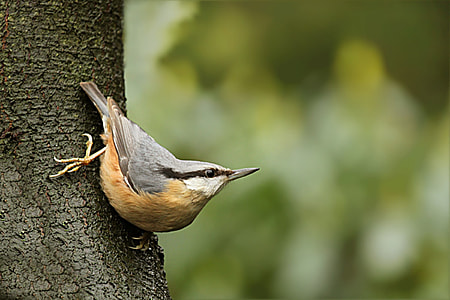 bird perching on brown surface thumbnail