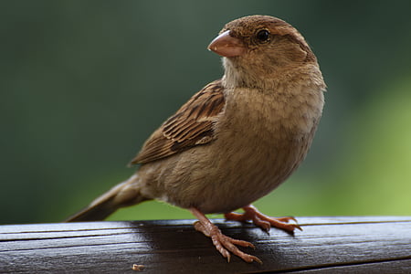 selective focus photography of brown canary thumbnail