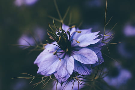 closeup photo of petaled flower thumbnail
