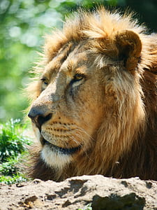 Lion photograph thumbnail