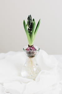 onion in glass container thumbnail
