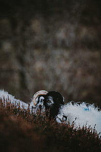 white and black goats thumbnail