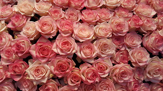 pink rose lot thumbnail