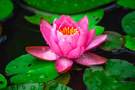 closeup photo of pink water lily thumbnail