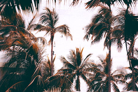 palm trees near body of water thumbnail