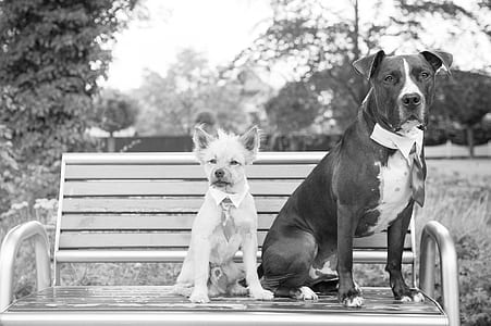 grayscale photo of two dogs sitting on bench thumbnail