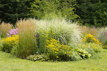 green and yellow flowers at daytime thumbnail