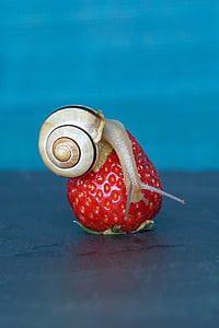 snail on strawberry fruit thumbnail